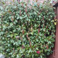 photinia 