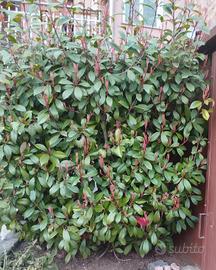 photinia 