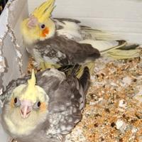 Calopsite semi svezzati