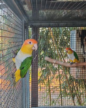 Coppia caicco testa gialla