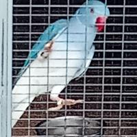 Pappagalli allevati a mano che parlano