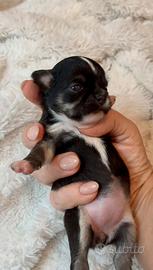 Cucciole chihuahua