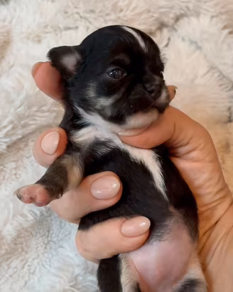 Cucciole chihuahua