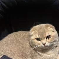 Cucciolo Scottish Fold e Scottish Straight