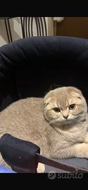 Cucciolo Scottish Fold e Scottish Straight