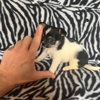 Chihuahua Femmina Bianco Nero, dimensione Toy