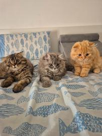 Scottish Fold e Straight: Dolcissimi Cuccioli