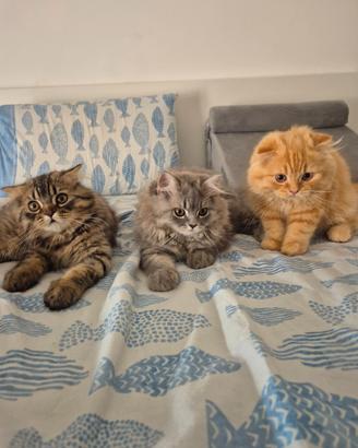 Scottish Fold e Straight: Dolcissimi Cuccioli