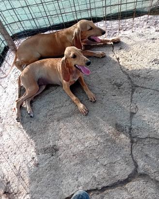 Cani da caccia