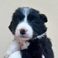 Cuccioli border collie con pedigree ENCI