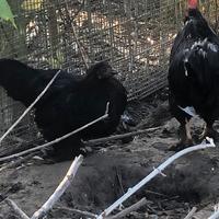 Gallina cocincina nana nera