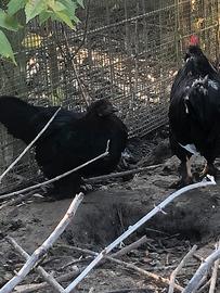 Gallina cocincina nana nera