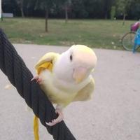 Pettorina per Pappagallini