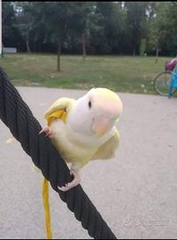 Pettorina per Pappagallini