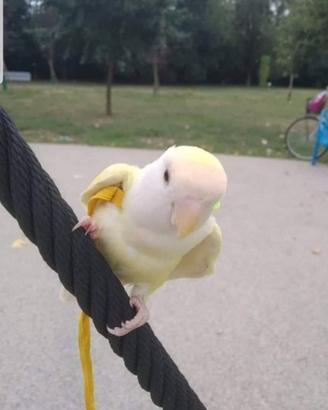 Pettorina per Pappagallini