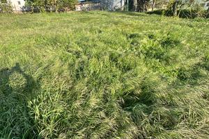 Terreno pianeggiante edificabile di ca 2.900 mq