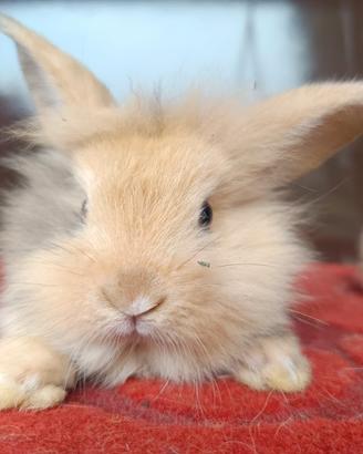 Conigli nani Angora e Ariete allevati in famiglia