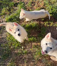 Siberian Husky selezionati con pedigree