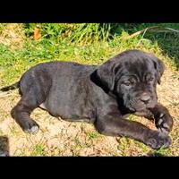 Cane Corso