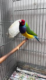 Diamanti di Gould, mandarini e coda lunga