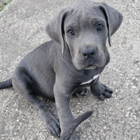 Cuccioli di cane corso