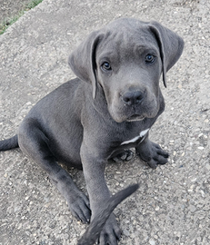 Cuccioli di cane corso