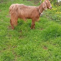 Capra siriana gravida