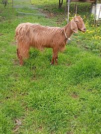 Capra siriana gravida