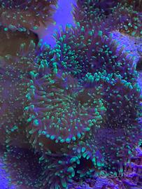 Corallo marino Rhodactis indosiensis