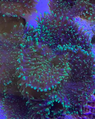 Corallo marino Rhodactis indosiensis