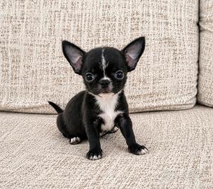 chihuahua mini toy femmina