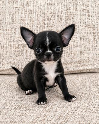 chihuahua mini toy femmina