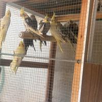 Calopsite da riproduzione