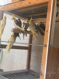 Calopsite da riproduzione