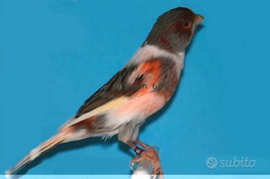 Canarini arlecchini puripremiarti