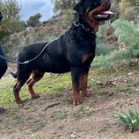 Rottweiler x monta