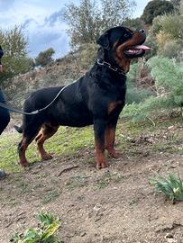 Rottweiler x monta