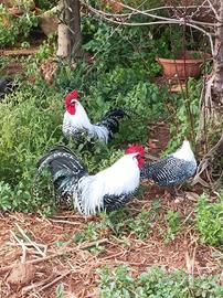 Coppia Gallo e Gallina Braekel nano argentato