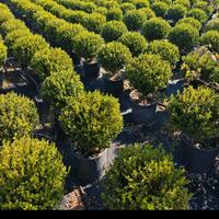 bussola/buxus a palla 40 cm