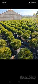 bussola/buxus a palla 40 cm