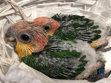 2 caicchi testa gialla