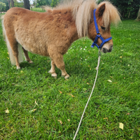 Pony,miniature horses,mini pony