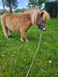 Pony,miniature horses,mini pony