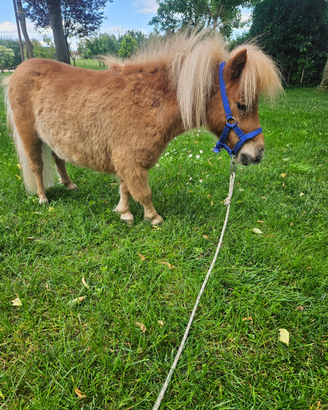 Pony,miniature horses,mini pony