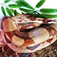 Serpente Boa adulto femmina