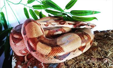 Serpente Boa adulto femmina