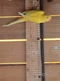 Parrocchetti dal collare