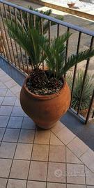 Pianta cicas con il vaso in terracotta