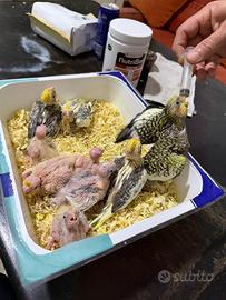 Pappagalli calopsite ALLEVATI A MANO