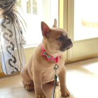Bulldog francese